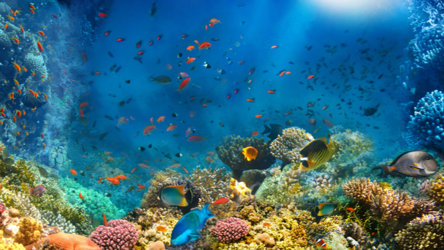acquario
