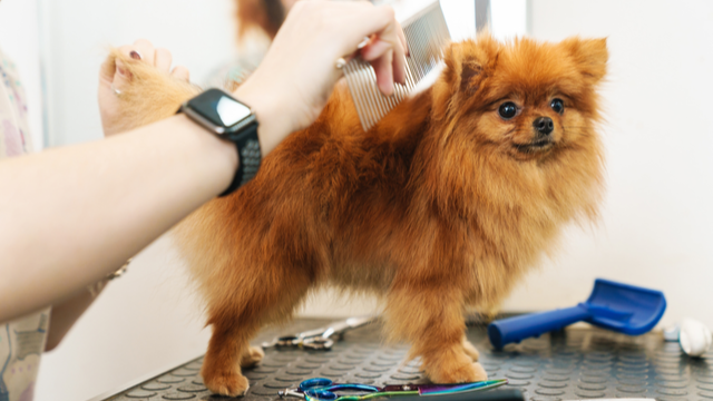 Pettine per cani a pelo lungo