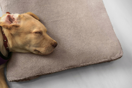 cane dorme sul cuscino