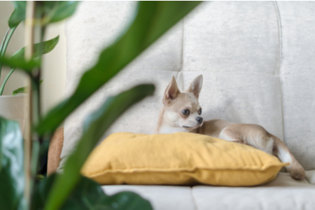 Materassino per cani e gatti antiscivolo S: 60 x 45 cm, grigio BPS BPS-14094GR portatile materasso per divano dimensioni S//M//L cuscino morbido