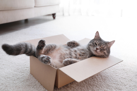 gatto dentro una scatola