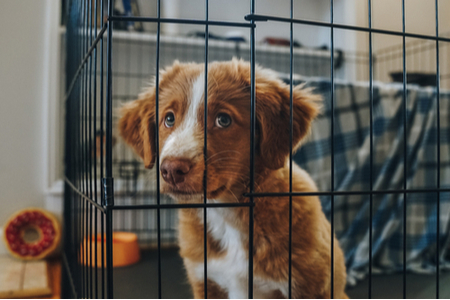 cane dentro recinto per interno